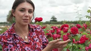 5 easy tips to grow roses and propagate from cuttings with Harkness Roses  The RHS [upl. by Daveen]