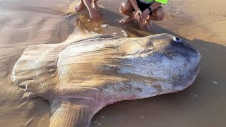 RiesenFisch in Australien angespült [upl. by Patterson846]