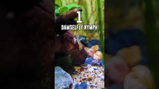 Aquarium Pests 🪱 3 Predators That Can Kill Your Neocaridina Shrimp [upl. by Eemiaj]