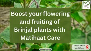 Protect and boost your Flowering and Fruiting of brinjal plants with Matihaat care Tradecorp Mati [upl. by Mcgurn222]