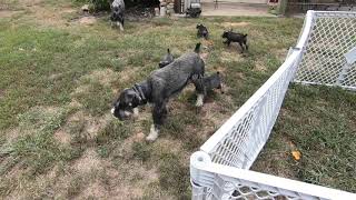 Standard Schnauzer Puppies at play [upl. by Bez]