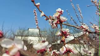 Pollination of fruit trees with the help of bees  apricot tree  March 2024 shorts [upl. by Emiline]