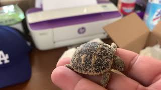 Unboxing western Hermanns tortoise hatchling apulia Italy locale New addition 🐢🐢 [upl. by Shipley244]