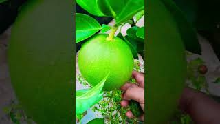 আবেগ নিয়ে কাজ করতে হয়না❤️nature shortvideo youtubeshorts [upl. by Hitt145]