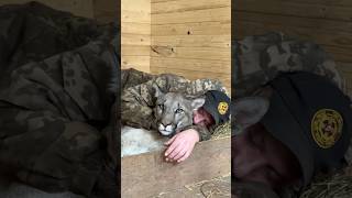 ♥️ A weekend with a cougar animals braige cougar [upl. by Yanaton28]