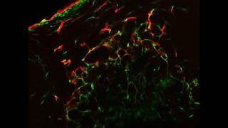 Inside a Vascular Organoid [upl. by Grory9]