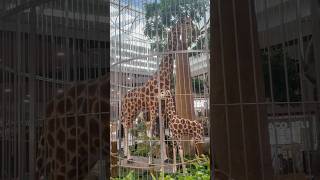 Wild Never saw a zoo in a mall before toronto [upl. by Gwendolin]