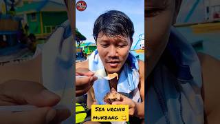 Sea Urchin Mukbang [upl. by Yhotmit]