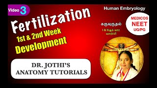 Fertilization 1st amp 2nd week Embryo development  Reproduction Class3 கருவுருவாதல் EnglishTamil [upl. by Anitsirhk665]