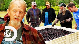 Mark amp Digger Turn TONS Of Grapes Into Brandy Moonshine  Moonshiners [upl. by Neilson]