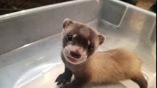 Smithsonian BlackFooted Ferret Kit Chatter [upl. by Katie]