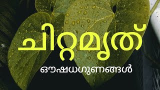 അമൃത്  ചിറ്റമൃത്  Tinospora Cordifolia  Benefits [upl. by Malinowski]