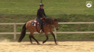 Loesdau Lessons Grundlagen der Reitpferdeausbildung mit Ute Holm Teil 6 Galopphilfe beim Reiten [upl. by Ydniw]