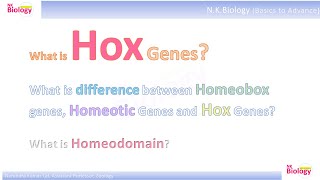 Hox Gene Homeobox genes Homeotic Genes and Hox Genes hox genetics embryonicdevelopment [upl. by Ennaisoj845]