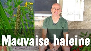 Mauvaise haleine halitose  quelles plantes utiliser [upl. by Reinhold]