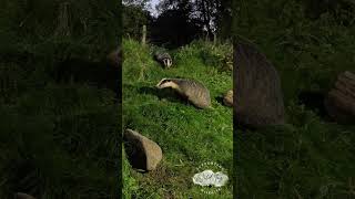 Photographing Wild Badgers wildlife badgers rspb haweswater [upl. by Feledy]