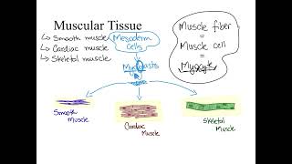 Dr Benaduce Muscular Tissue Complete Lecture [upl. by Kcitrap622]