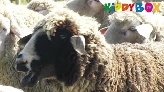 Bauernhof Tiere  Schafe  Sheep  KIDDYBOXTV [upl. by Ogawa]