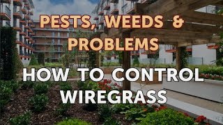 How to Control Wiregrass [upl. by Anatole]