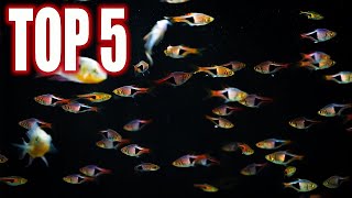 Top Five Rasbora Fish For Your Community Aquarium [upl. by Lara835]