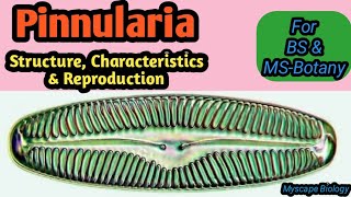 Pinnularia  Structure Characteristics amp Reproduction  BSMSBotany  Urdu amp Hindi [upl. by Gnanmos]