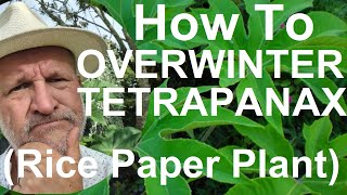 Tropical Gardens UK How to Overwinter Winterize Tetrapanax papyrifer Rex T Rex Rice paper Plant [upl. by Ahseinaj]