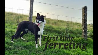 lurchers first time ferreting [upl. by Kial510]