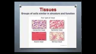 LECTURE Introduction to Epithelial amp Connective Tissues [upl. by Ecidnak13]