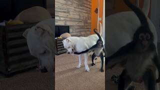 Spider monkey vs Dogo Argentino tug of war 🍩 dog monkey animals family play funny [upl. by Aivonas846]