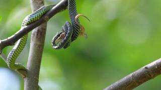 Paradise tree snake Chrysopelea paradisi [upl. by Recneps598]