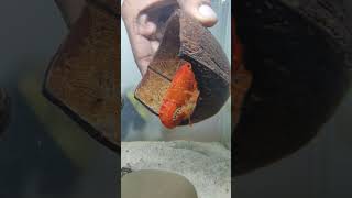 Crayfish breeding hatching eggs day1 breeding crayfish marinelife hatching [upl. by Llednahc744]