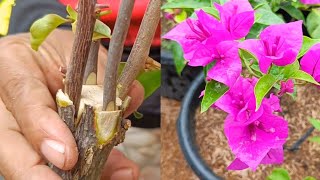 Unique method  How to graft bougainvillea 4 easy steps [upl. by Adiaros]