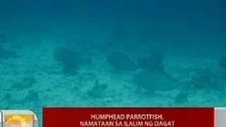 UB Humphead Parrotfish namataan sa ilalim ng dagat sa Bohol [upl. by Nylahs]