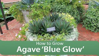 How to Grow Agave ‘Blue Glow’ [upl. by Innattirb509]