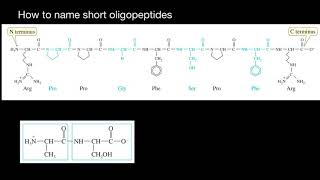 How to name short Oligopeptides [upl. by Ramiah]