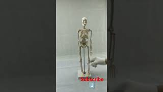 MYASKRO 45CM Science Fiction Human Anatomical Anatomy Skeleton Medical Teaching Model 👽☠️🥹 trending [upl. by Kissel943]