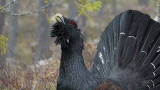 AuerhahnBalz im schwedischen Wald [upl. by Ute]