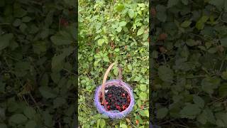 Picking Dewberries cooking wildberry nature dewberry shorts cuocsongmy wildfruit recipe [upl. by Suirada19]