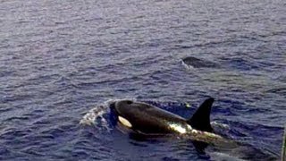 BALLENAS ORCAS EN CUBA [upl. by Ociram]