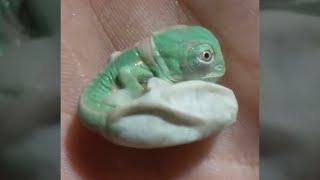 Chameleon Hatches from Egg  Amazing [upl. by Acquah]