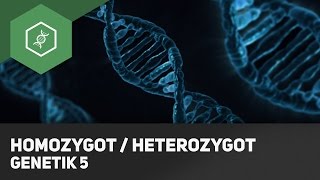 Homozygot  Heterozygot Genotyp Unterschied  Grundbegriffe Genetik 5 [upl. by Lyrej353]