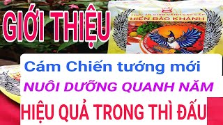 Cám chào mào Chiến Tướng HIỂN BẢO KHÁNH mới dùng nuôi dưỡng quanh năm chăm lông và thi đấu [upl. by Nair915]