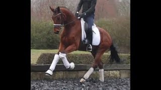 2015 Hanoverian gelding  DIAMOND HIT grand son wwwsporthorsesonlinecom [upl. by Eedebez605]