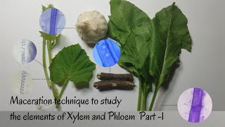 Maceration Technique to Study the Elements of Xylem amp Phloem Part1 [upl. by Ydarg]