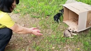 3 abandoned puppies thought I was their mother they followed me home to be loved [upl. by Notsla]