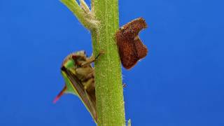 Treehoppers from the Amazon rainforest of Ecuador [upl. by Aymik]