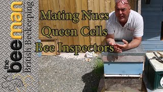 Apidea Mating Nucs Bee Inspectors and Queen Cells [upl. by Ax365]