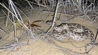 Sawscaled viper attacks Camel spider in Dubai desert [upl. by Aihsile]