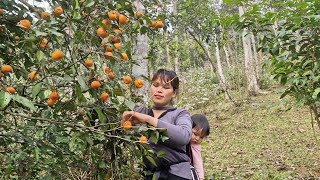 Single mom mother and son went to pick tangerines from the forest to sell for money [upl. by Netsew]