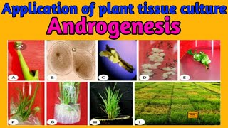 what is androgenesis  development of androgenic haploids anther and pollen culture [upl. by Getter739]